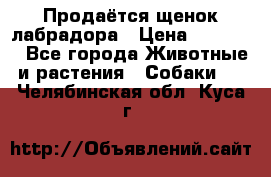 Продаётся щенок лабрадора › Цена ­ 30 000 - Все города Животные и растения » Собаки   . Челябинская обл.,Куса г.